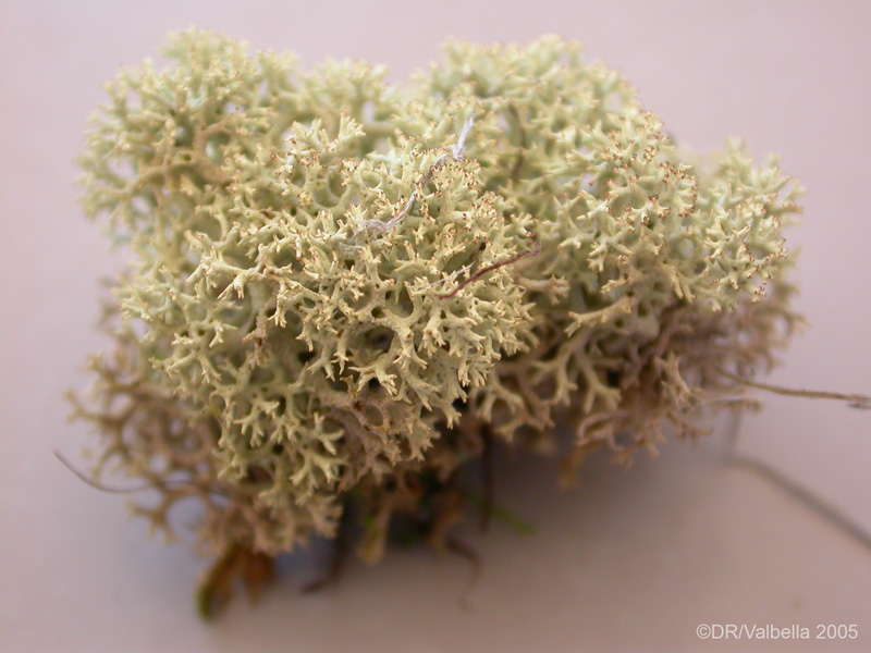 cladonia_stellarisDSCN2539