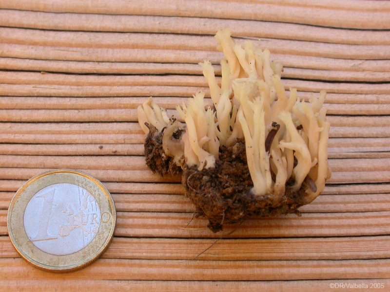 clavaria_cristataDSCN2409