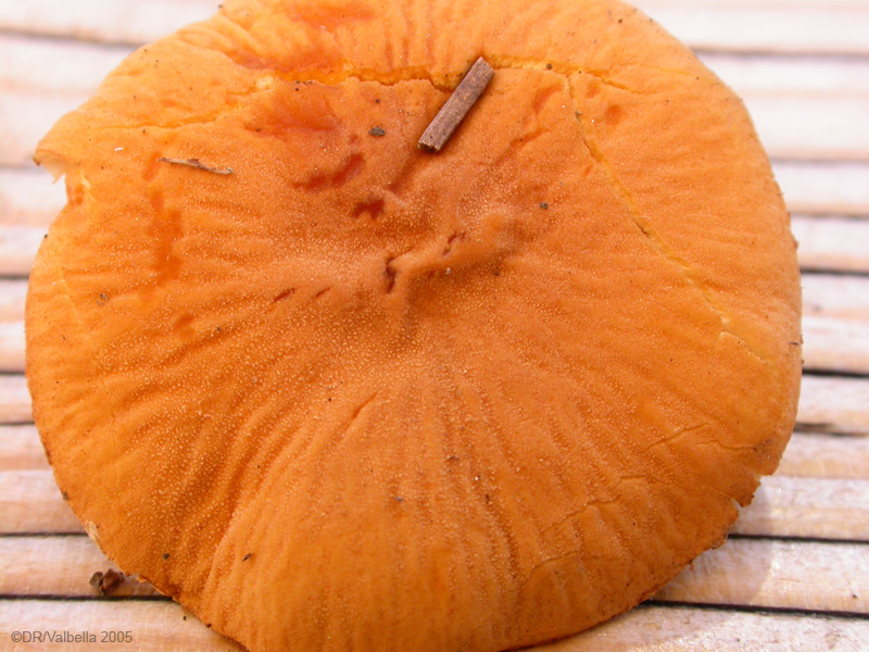 cystoderma_fallaxDSCN2418