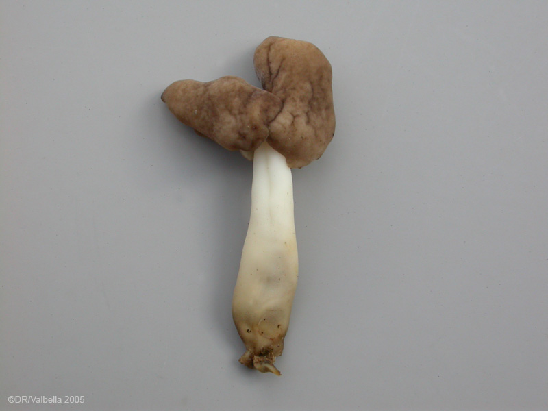 helvella_elastDSCN2621