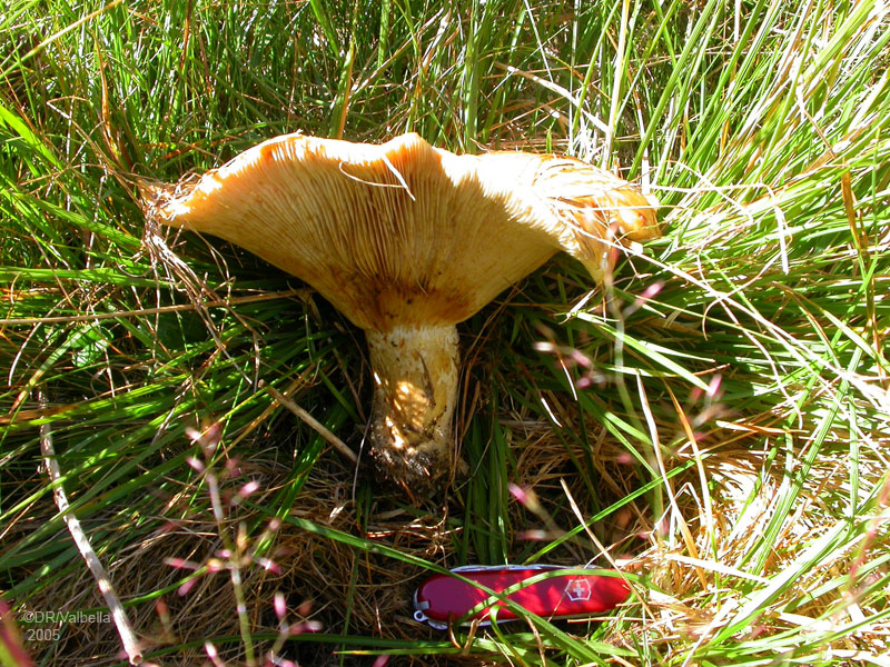 lactarius_scrobiculDSCN2392