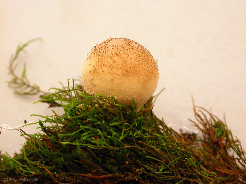 lycoperdon_pyrifDSCN2430