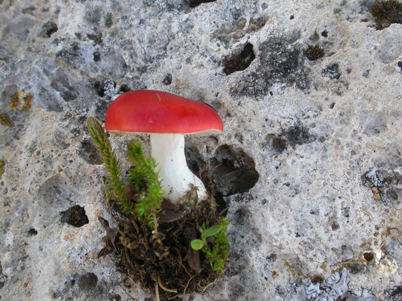 russula_nanaDSCN2476