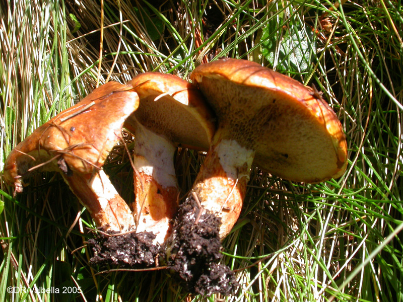 suillus_granulatusDSCN2508