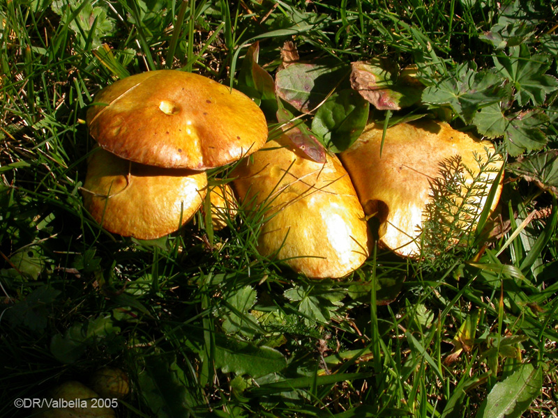 suillus_variegatusDSCN2491