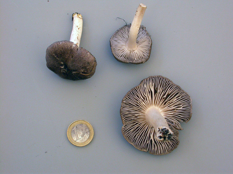 tricholoma_terreumDSCN2438