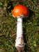 amanita_muscaria