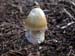 amanita_submembrDSCN2