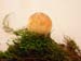 lycoperdon_pyrifDSCN2430