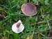 tricholoma_imbricatumDSCN24